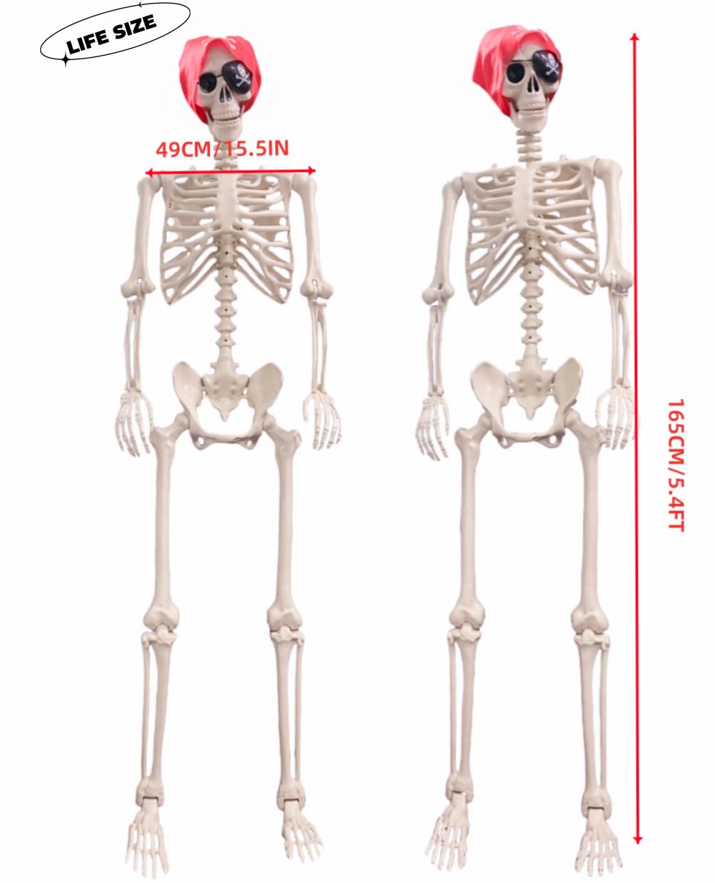 Life Size Posable Skeleton Decoration J3835