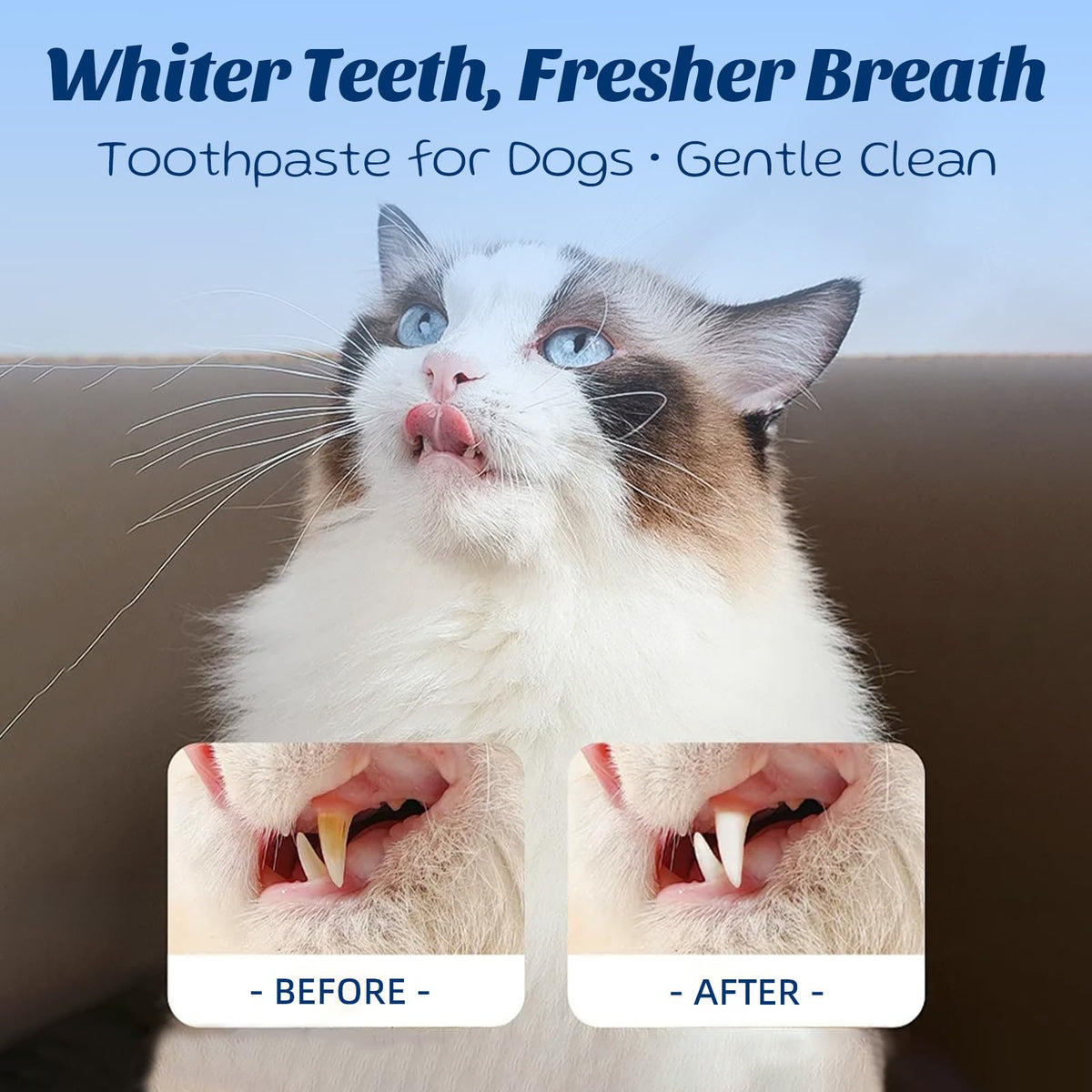 Coconut Chicken Flavor Dog Toothpaste with Toothbrush Kit 2.1oz M65259