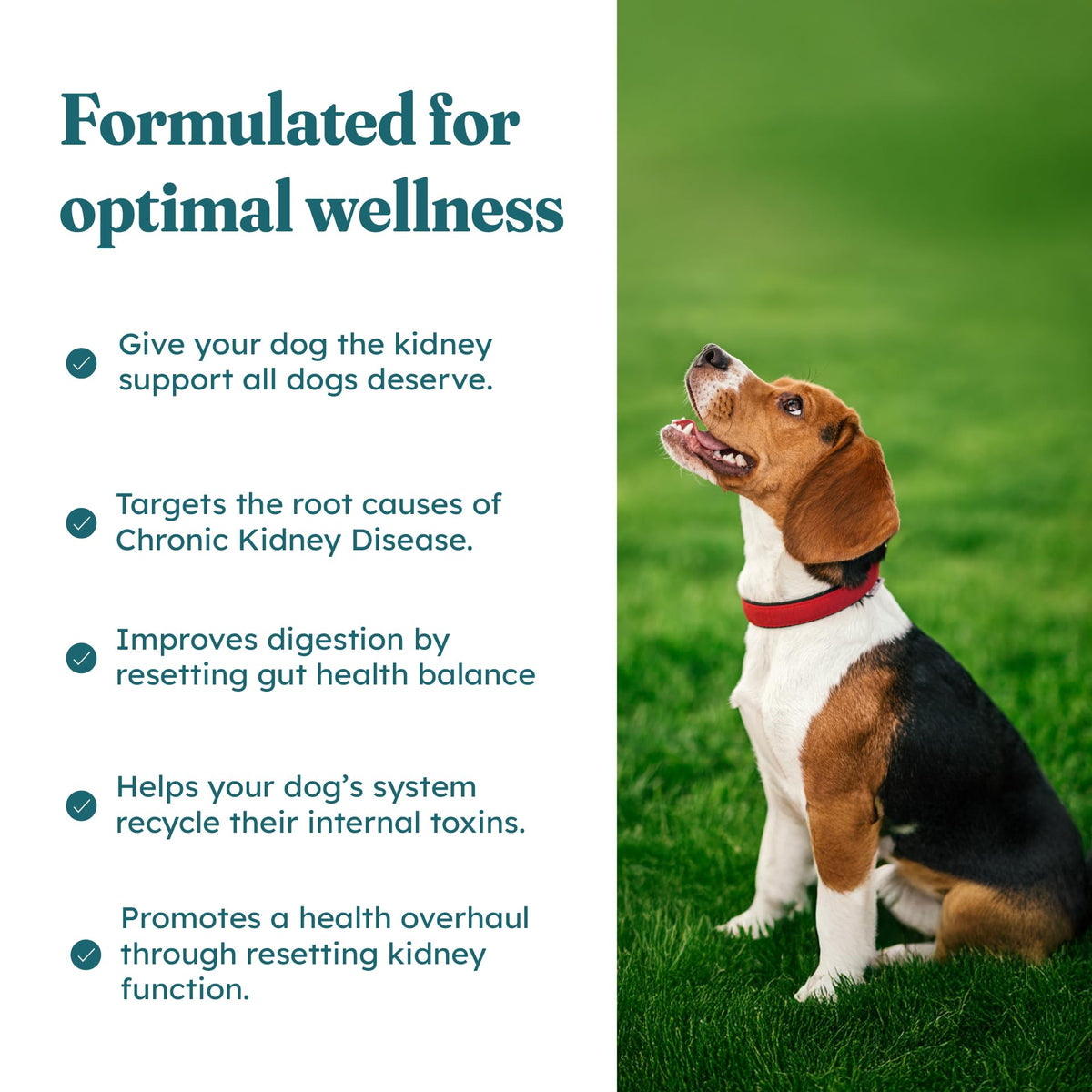 30 Soft Chews Pork Flavor Kidney Supplement for Dogs Z713019