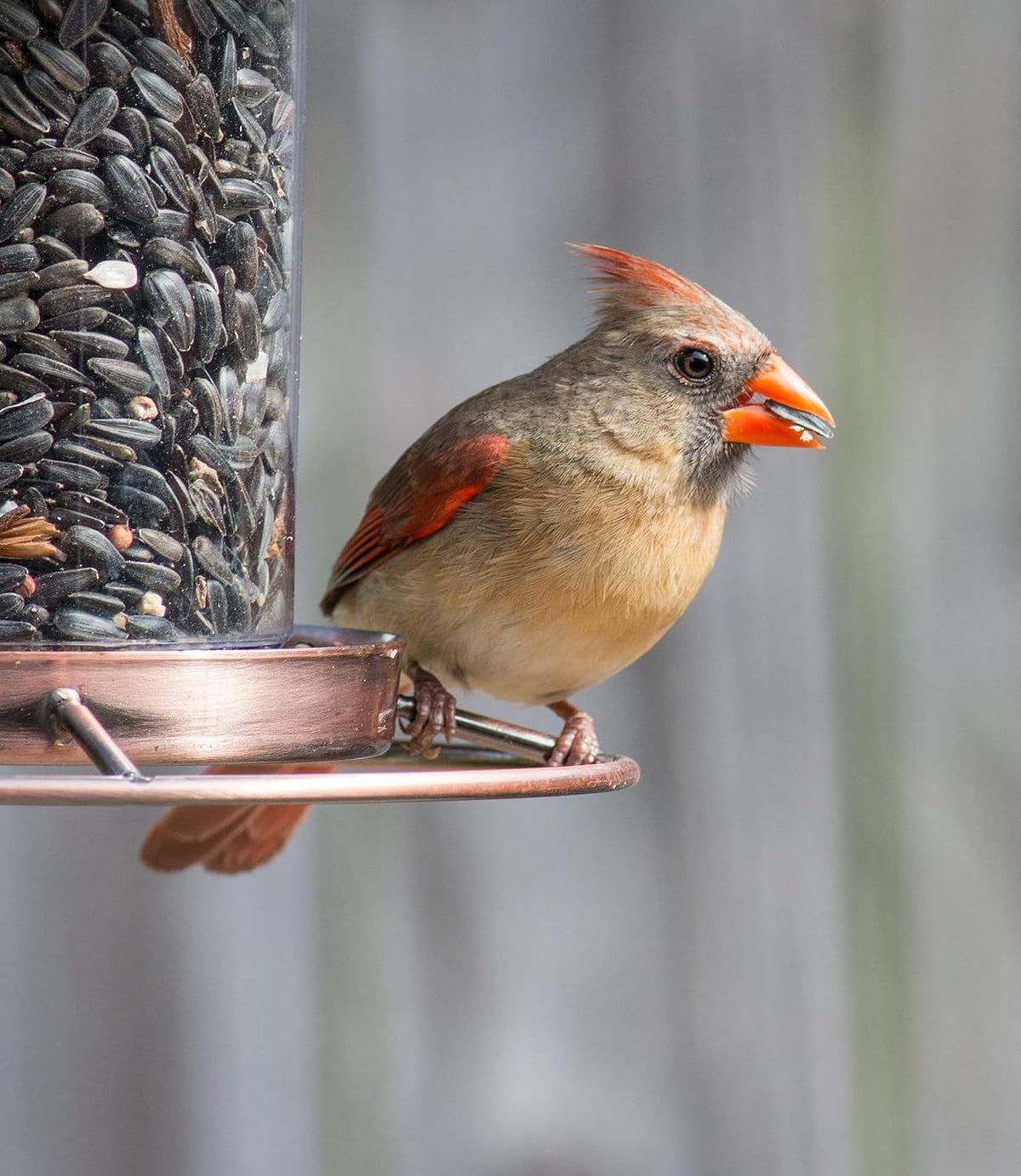 Wild Bird Seed 20 lb Sunflower Blend E48518