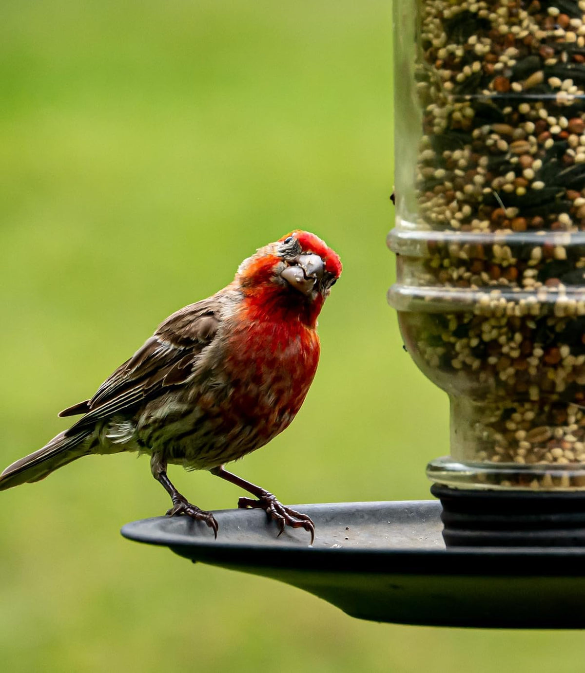 Wild Bird Seed 20 lb Sunflower Blend E48518