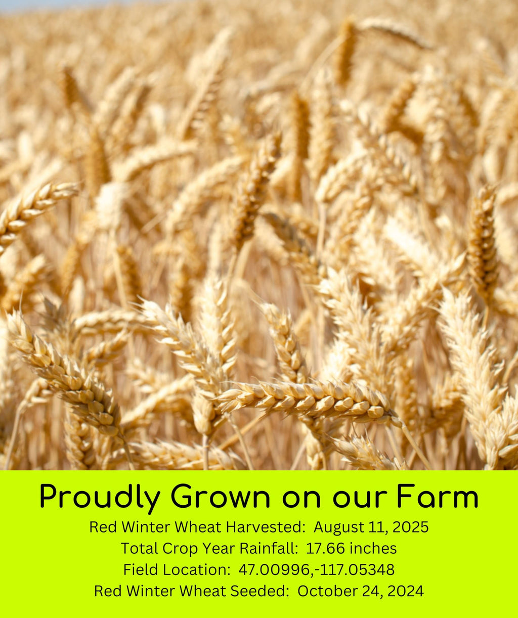 Hard Red Winter Wheat Berries 25 LBS Bag Sproutable Non-GMO Kosher E3476