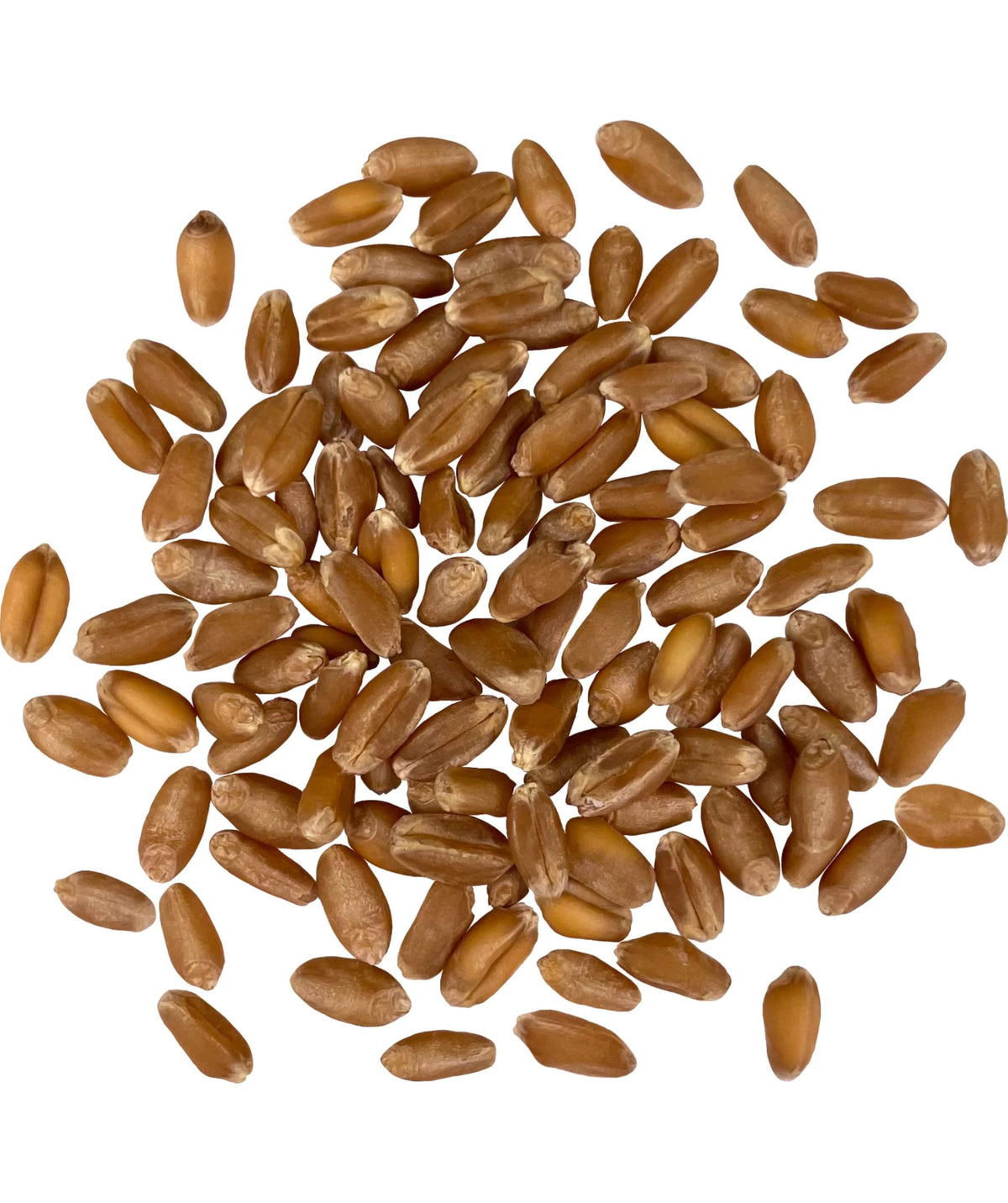 Hard Red Winter Wheat Berries 25 LBS Bag Sproutable Non-GMO Kosher E3476