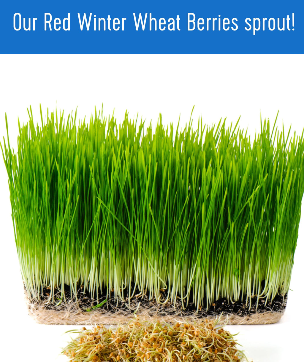 Hard Red Winter Wheat Berries 25 LBS Bag Sproutable Non-GMO Kosher E3476